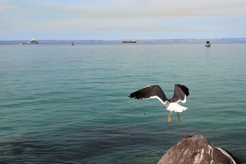 Seagull  taking flight 