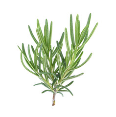 Rosemary isolated on white background