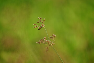 Festuca rubra (Also red fescue, creeping red fescue) with a natural background