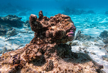 L'homme dans le Corail