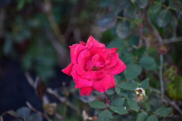 a rose in the summer garden