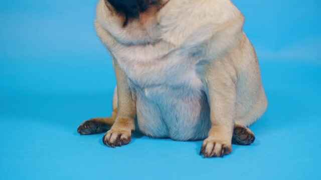 Body part of pug on blue background. Portrait of dog's big belly. Close up
