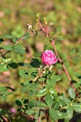 a rose in the summer garden