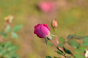a rose in the summer garden