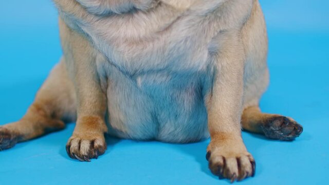 Body part of pug on blue background. Portrait of dog's big belly. Close up