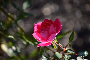a rose in the summer garden