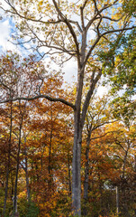 A tree in fall at the Gettysburg National Military Park on a sunny 