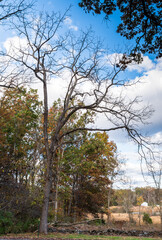 A dead tree in fall at the Gettysburg National Military Park on a sunny 