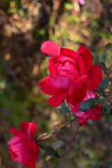 a rose in the summer garden