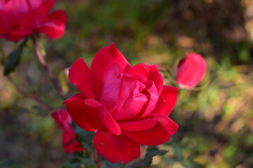 a rose in the summer garden