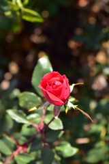 a rose in the summer garden