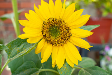 Obraz premium sunflower in the garden