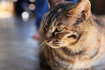 한국동물고양이입니다