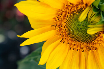 sunflower in the garden