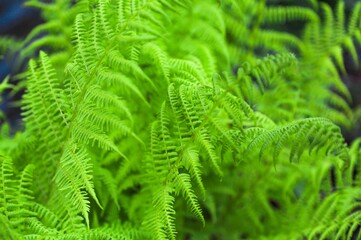 The green fern petals blossomed on the background of green plants