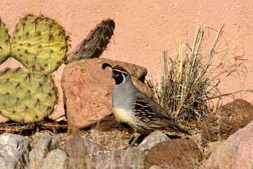 Gambel's quail (Callipepla gambelii) at Bosque del Apache;  New Mexico