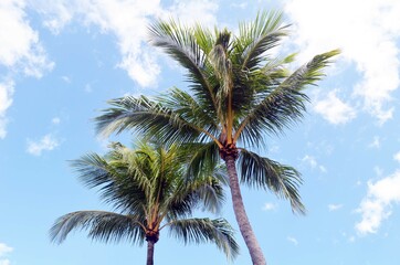 Fototapeta na wymiar palm trees on blue skyand whiten cloud background