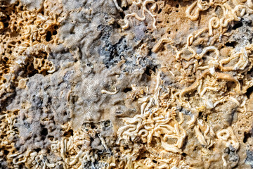 Calcareous tubes to protect the marine tube worms, detail on a rock.