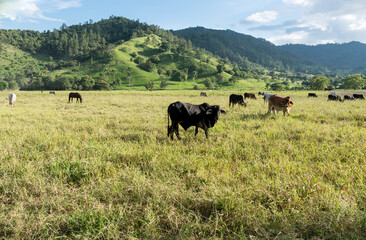 Fototapeta na wymiar Dramatic image of a meadow with cattle an$ horses in the Caribbean mountains of the Dominican Republic, with sunlit hills in background.