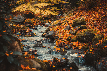 Autumn river creek stream in woods. Blurred background. Selective focus.