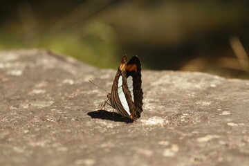 Butterfly in rock