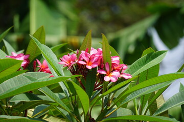 Plumeria (frangipani) with a natural background