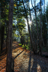 autumn forest