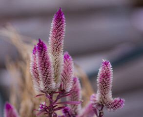 Closeup of beautiful purple amaranth flowers