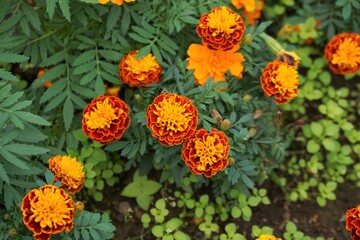 マリーゴールド