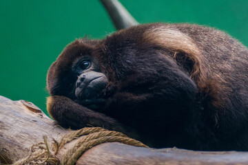 Closeup of the Howler monkey.