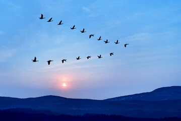 Flock of birds flying in v formation against sunset sky background - 468061385