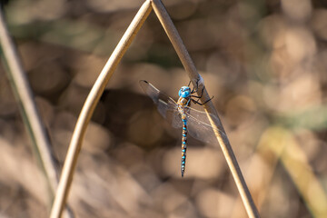 Rhionaeschna multicolor (Blue-eyed darner) sitting on a branch. 