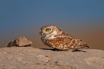 little owl on a rock