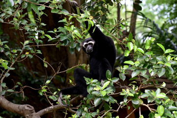 black gibbon on a branch It is an animal that likes to live on trees.
