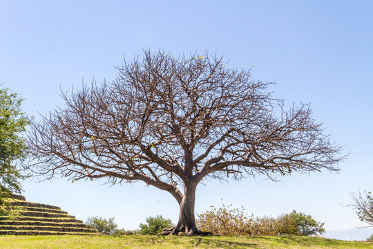 Huge tree without leaves in the natural park of Guachimontones in the town of Teuchitlan in Jalisco, Mexico
