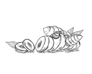 Hand drawn sketch black and white of tuber, turmeric, leaf, curcuma, slice. Vector illustration. Elements in graphic style label, card, sticker, menu, package. Engraved style illustration.