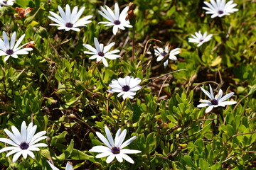 Compositae. A Shrubby Daisy Bush grows wild on the New Zealand beach reserves. 