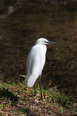 Heron stands in front of the Japanese lake. 水辺に佇むコサギの姿。