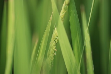 young green ear of rice plant, closeup macro photography. 青々と実る若い稲の束の隙間から除く若い稲穂。