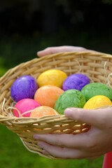 Easter Egg Hunt. Easter eggs set in a basket in children's hands on grass background. Collecting eggs. Religious holiday tradition. Colorful easter eggs.Easter holiday symbol