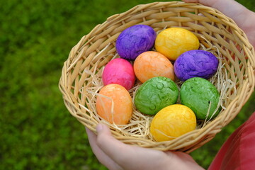 Easter Egg Hunt. Easter eggs set in a basket in children's hands on green grass background. Collecting eggs. Religious holiday tradition. Colorful easter eggs