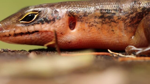 Close up video of Head's Sphenomorphus loriae from Indonesian New Guinea