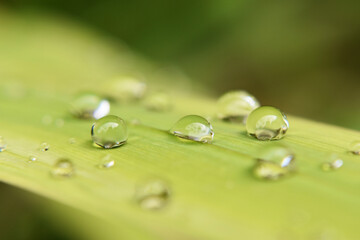 Closeup photo of dew on the leaf