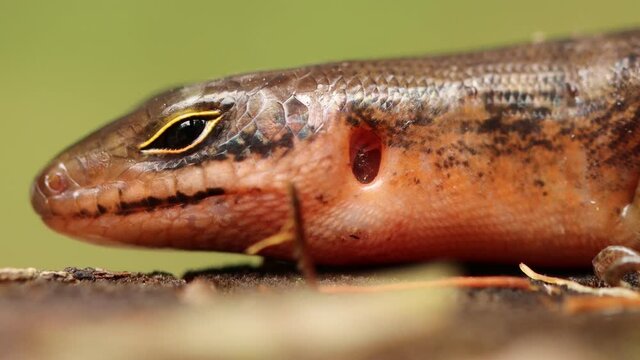 Close up video of Head's Sphenomorphus loriae from Indonesian New Guinea