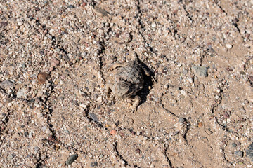 A horned toad in the Arizona desert