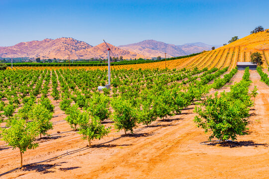 Clearing fog reveals Young citrus trees growing in the San Joaquin Valley, Calif.