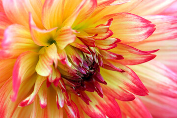 Obraz premium The full bloomed tropical colored Dahlia