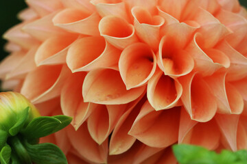 The full bloomed Dahlia flower up