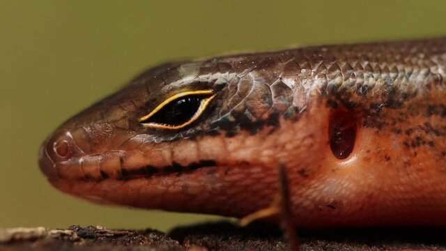 Close up video of Head's Sphenomorphus loriae from Indonesian New Guinea