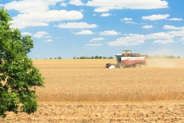 Combine harvester harvesting ripe wheat on agriculture field